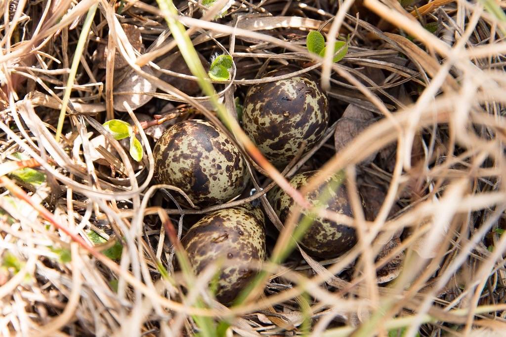 Semipalmated sandpiper nest by Lisa Hupp/USFWSAlaska is marked with Public Domain Mark 1.0.